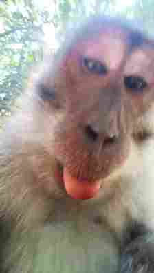The monkey decided to take a hilarious selfie video on the woman's phone
