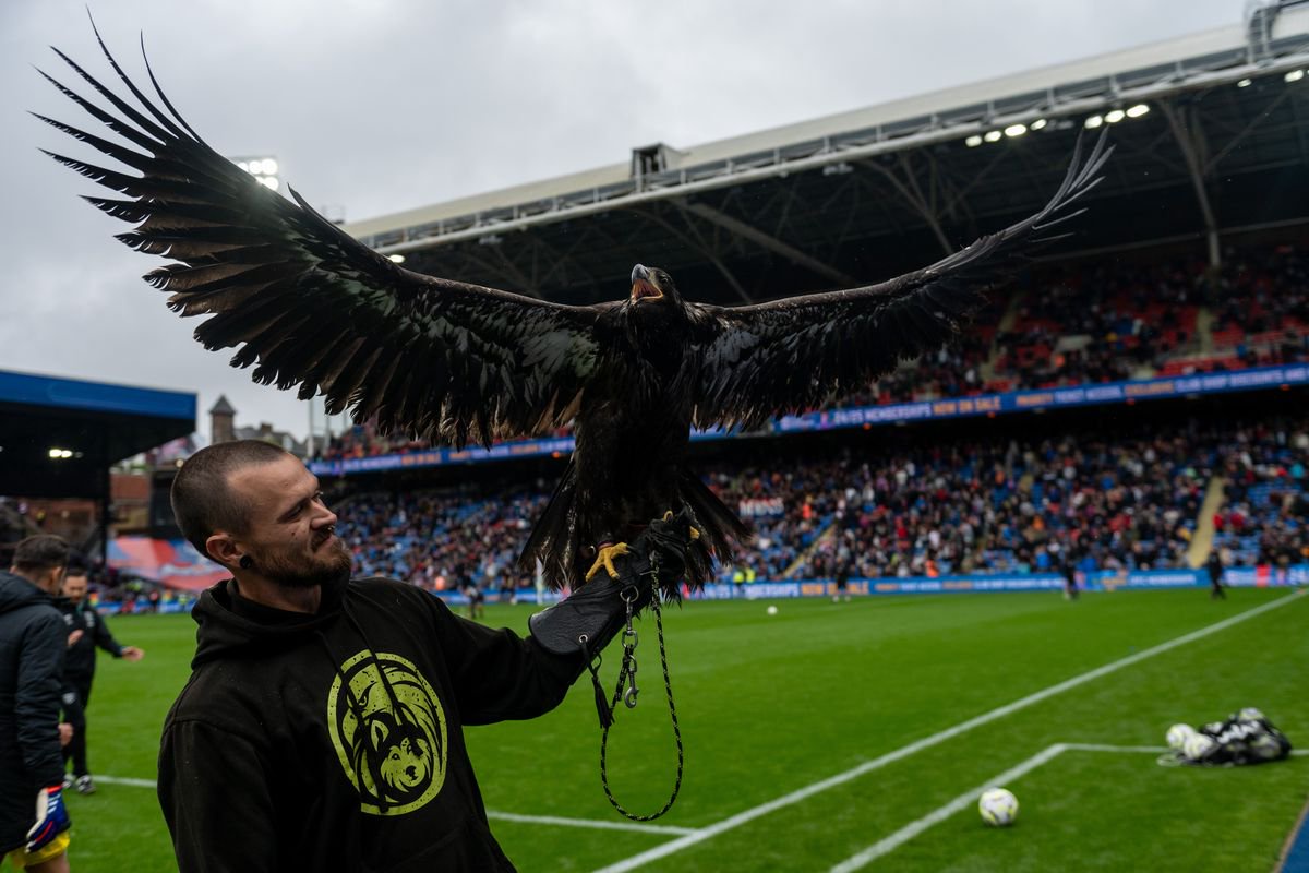 Crystal Palace's official live mascot American Bald Eagle "Phoenix" presented to fans