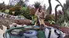 Woman Put A Water Fountain With A Camera In Her Yard, Here Are 37 Photos Of Regular Visitors (New Pics)