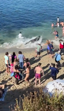 The angry animal swam then ferociously got up to ward off these beachgoers
