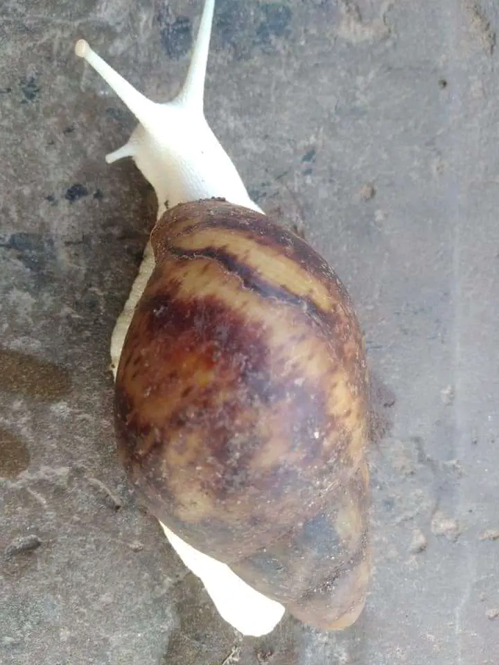 First Time Life Seeing White Snail (See Photos)