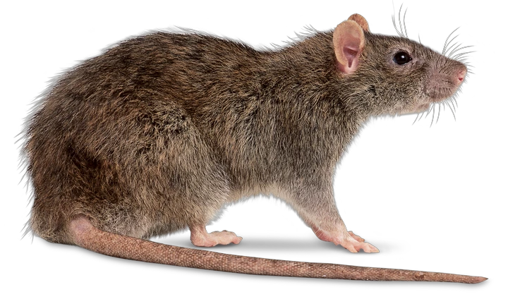 Facts About Rats | Types Of Rats | DK Find Out