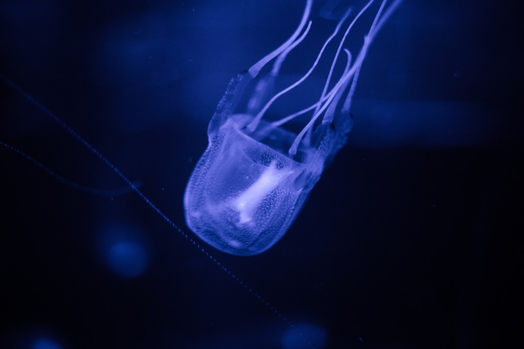 Box jellyfish - deadliest animals