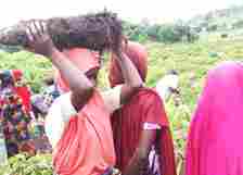 farmers harvesting yams in taraba