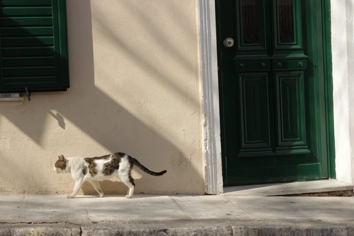 Rule of Thirds Photo of Cat Walking on Sidewalk