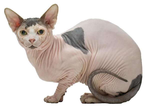 TOP 10 Strangest Cats in the World - Sphynx