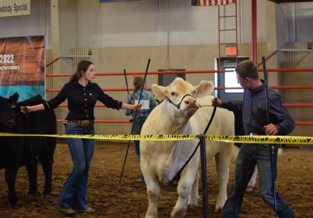 Top hog showmen test their skills at showing beef during...