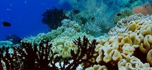 4th global coral reef bleaching event underway as oceans continue to warm: NOAA