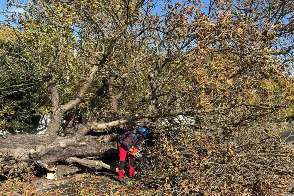 L'arbre est tronçonné par les services municipaux.