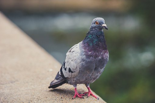 Close Up Of Pigeon Outdoors