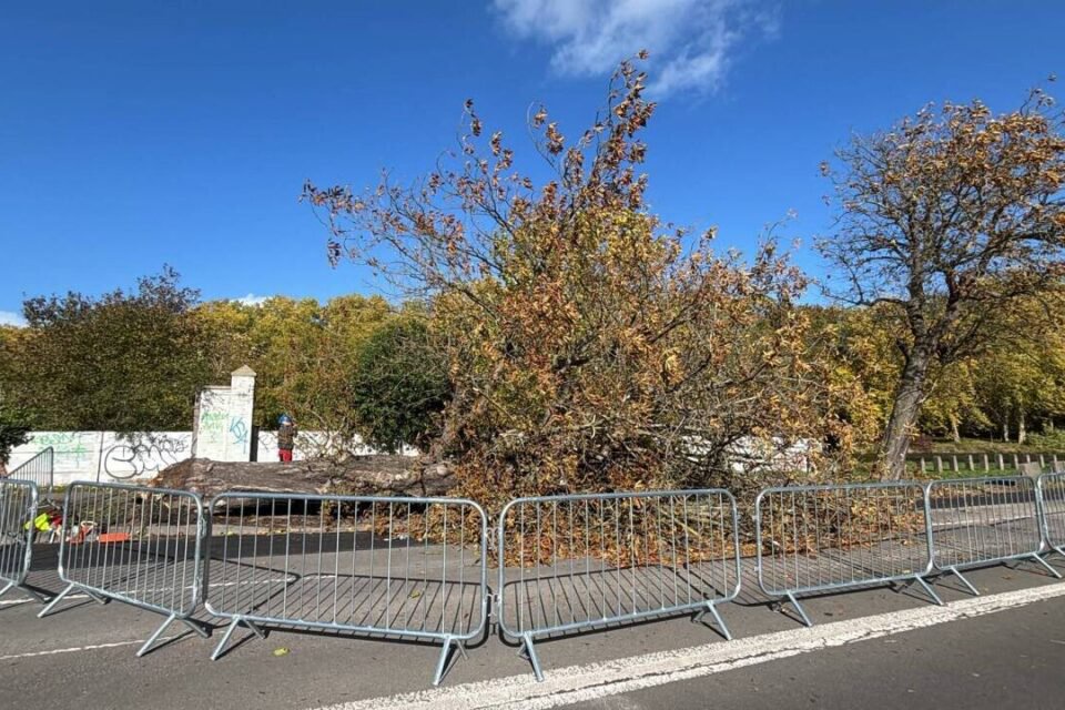 Un arbre est tombé sur le parcours du marathon de Lille (Nord) 2026, blessant un coureur.