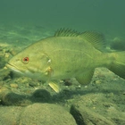 US agency to fight invasive bass threatening humpback chub, other protected fish in Grand Canyon