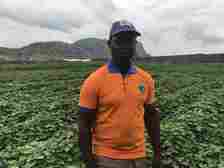Esonu Udeala (OFSP farmer) standing by his potato farm field.