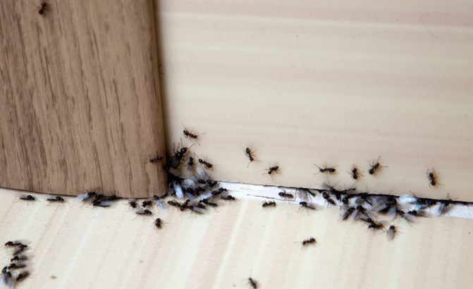 Se débarrasser des fourmis à la maison une fois pour toutes