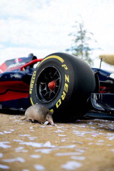 Armadillo next to a racecar wheel