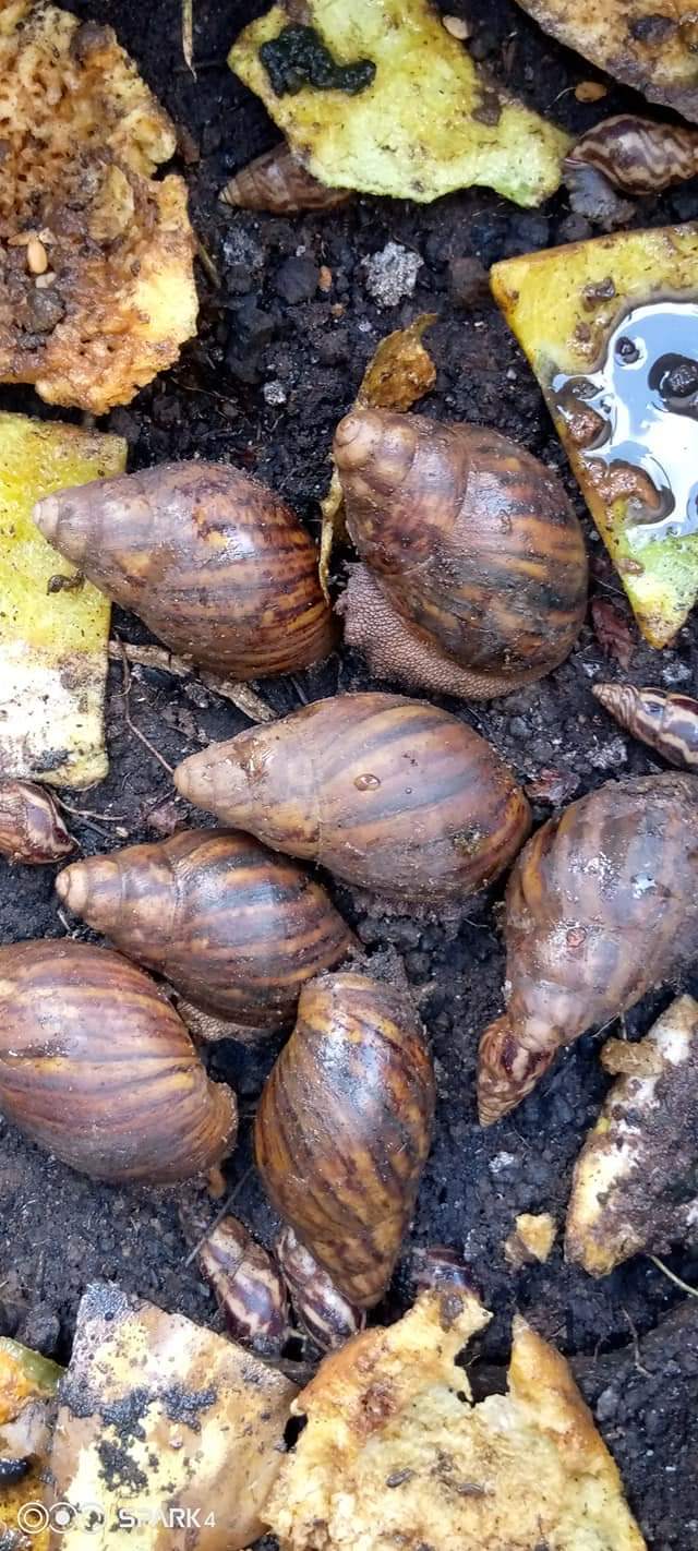 Checkout How To Treat Your Sick Snail. - Opera News