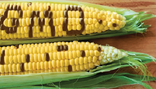 Fears over GMO foods- true or false?