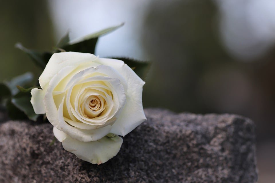 A white rose laying on a rock.
