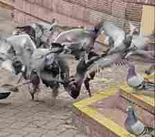 Pigeons being attacked