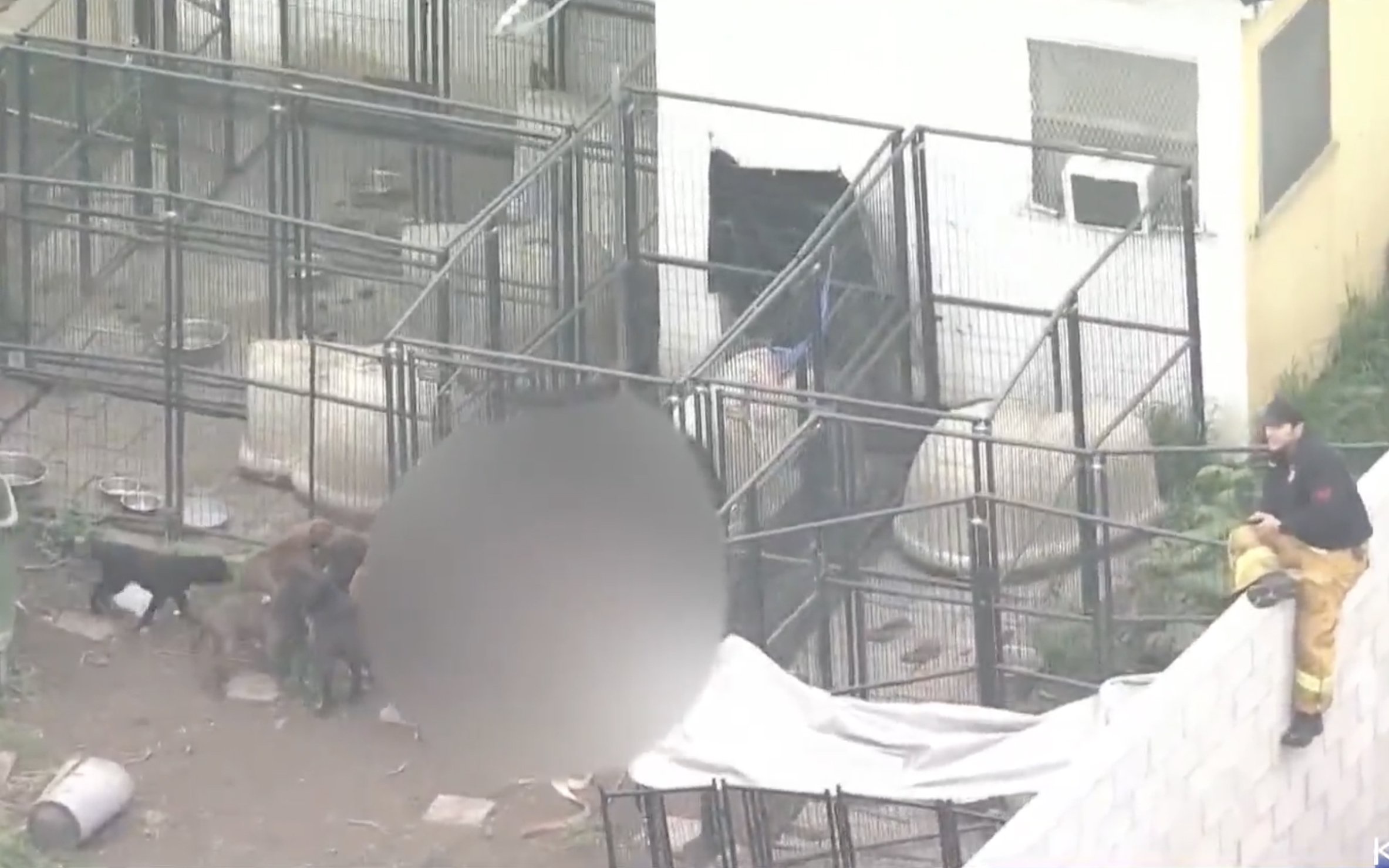 Police find the bloody body of a man they say was killed by his own pit bulls in California on Friday