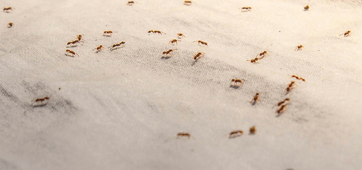 ants on the ground