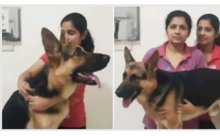 dog suicide