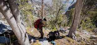 Researchers working to save whitebark pine, a declining keystone tree species in the greater Yellowstone area