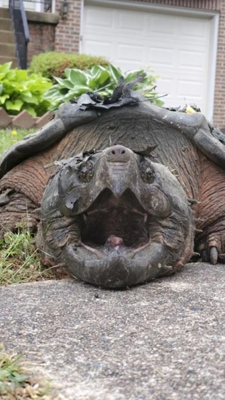 4. Alligator Snapping Turtle