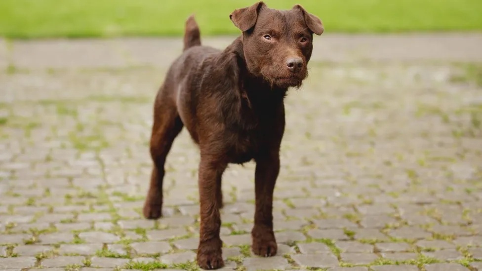 Beirniadu heddlu wedi ymosodiad cŵn yng Nghaernarfon