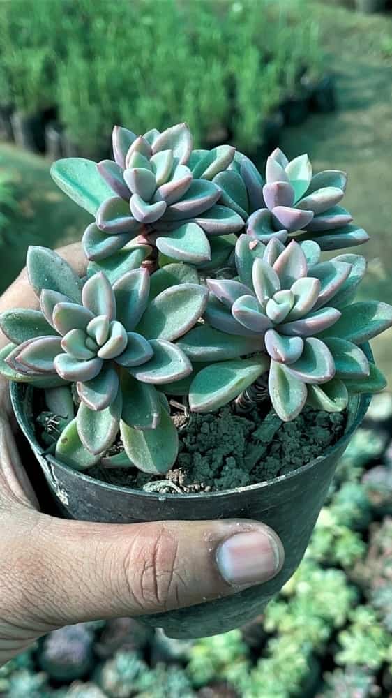 Succulents Plant