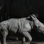 A white rhino is born in a Chilean zoo, boosting the near-endangered species