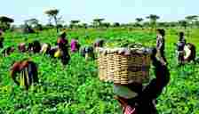 Ebonyi leads as Nigeria’s agriculture hotspot in first census in 31 years