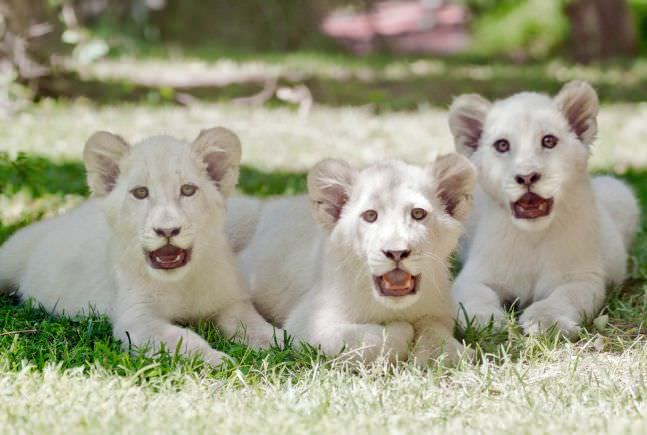 The White Lion Cubs most expensive animals