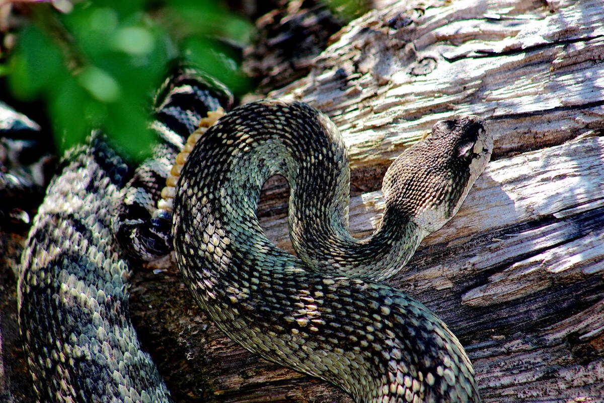 Fascinating Facts About Rattlesnakes Can They Really Climb Trees and Swim?