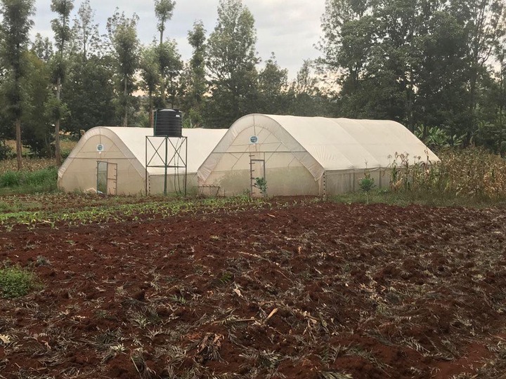 Greenhouse farming in Kenya: Know These Insider Tips, And You'll make  Unbelievable Cash!