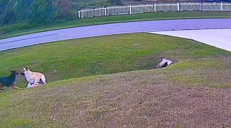 شجار الكلبين