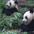 First new pandas to arrive in U.S. in over 20 years are on their way from China