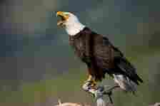 An eagles white feathers on it's head and very dark brown feathers on it's body and wings.