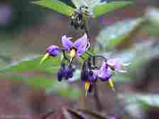there are over 70 species of nightshade plants and they are toxic plants for chickens