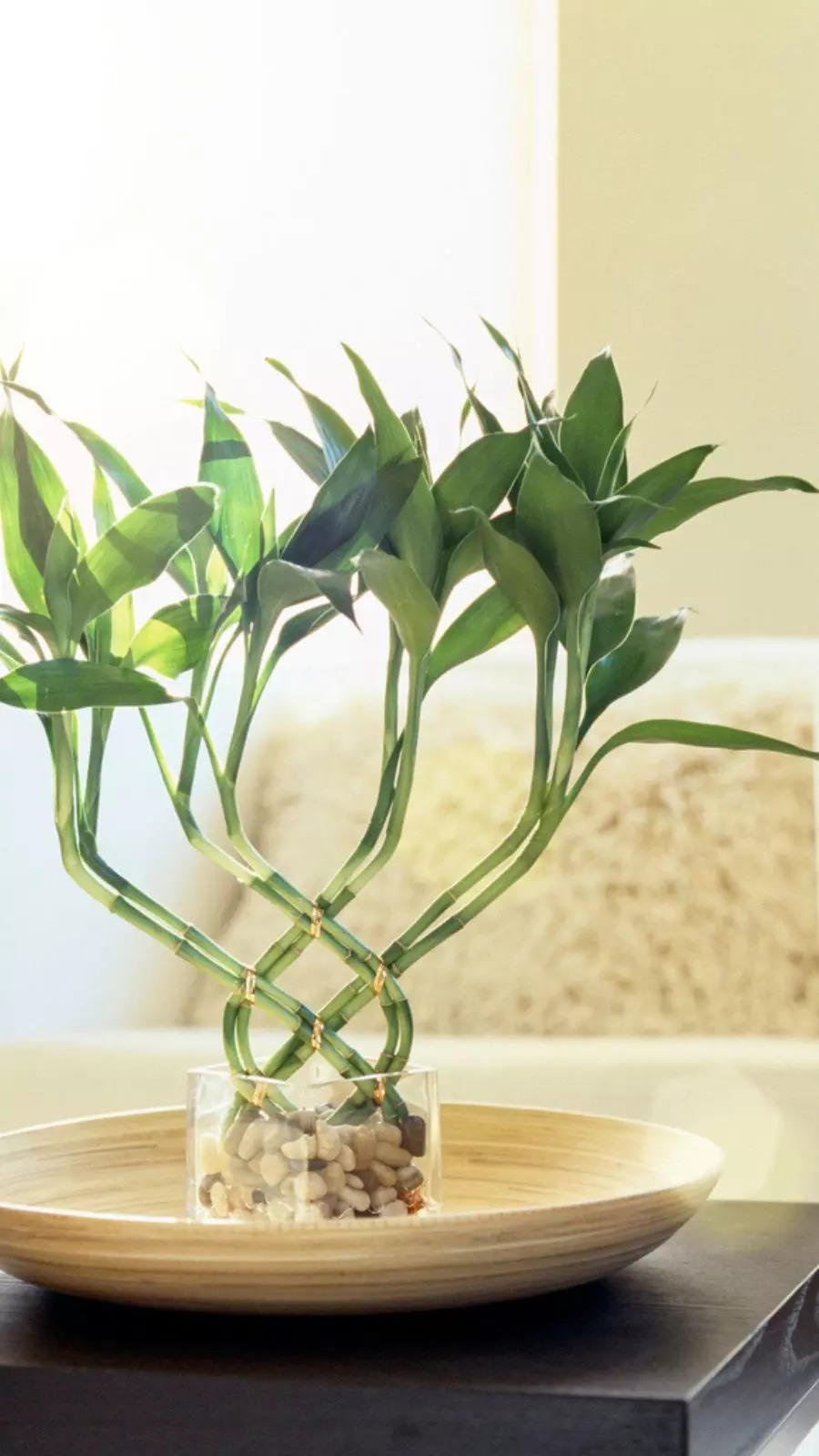 Lucky Bamboo