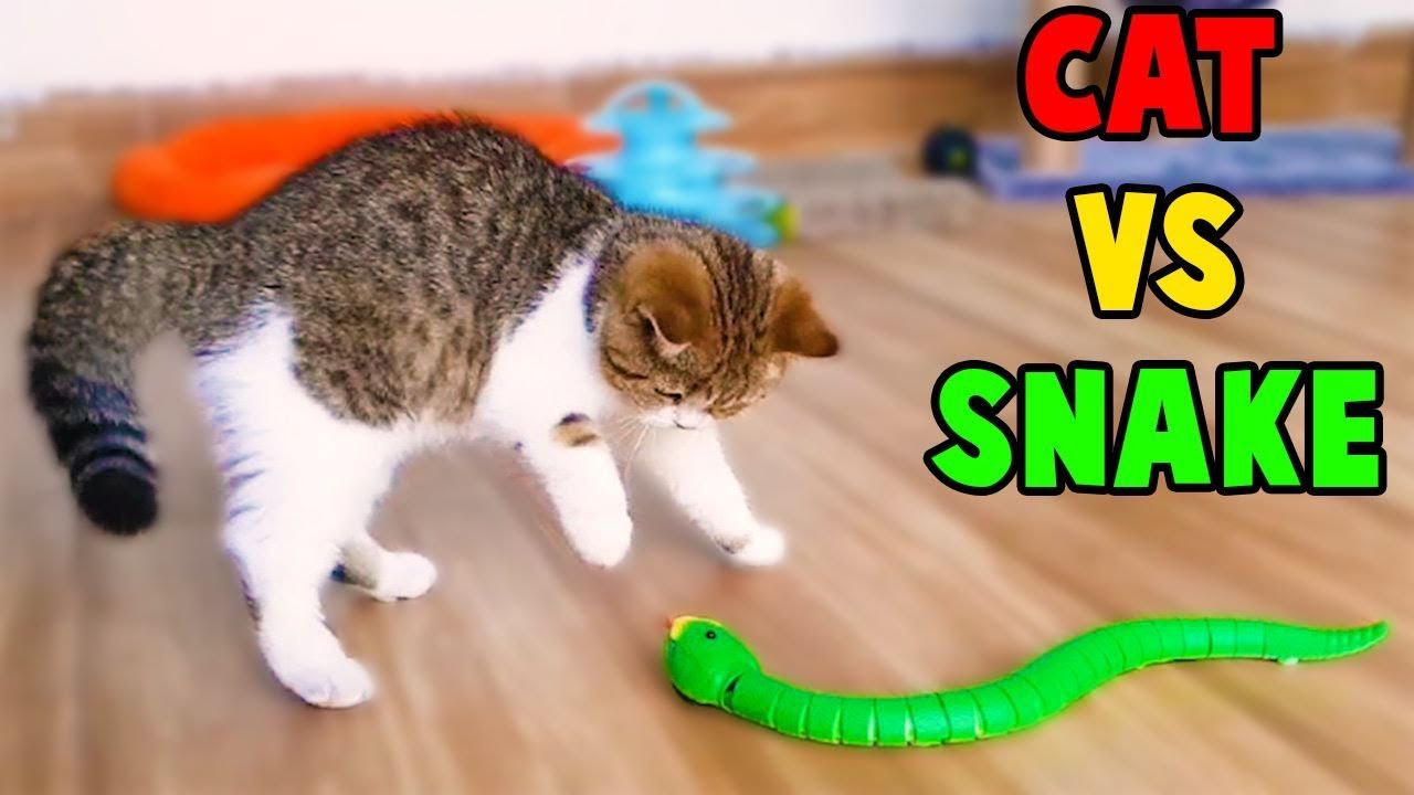 toy snake videos