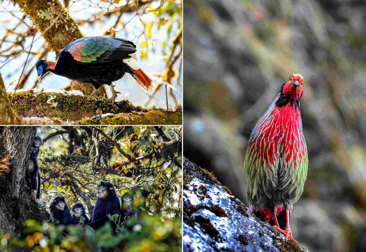 Yunnan gears up for biodiversity protection - Opera News