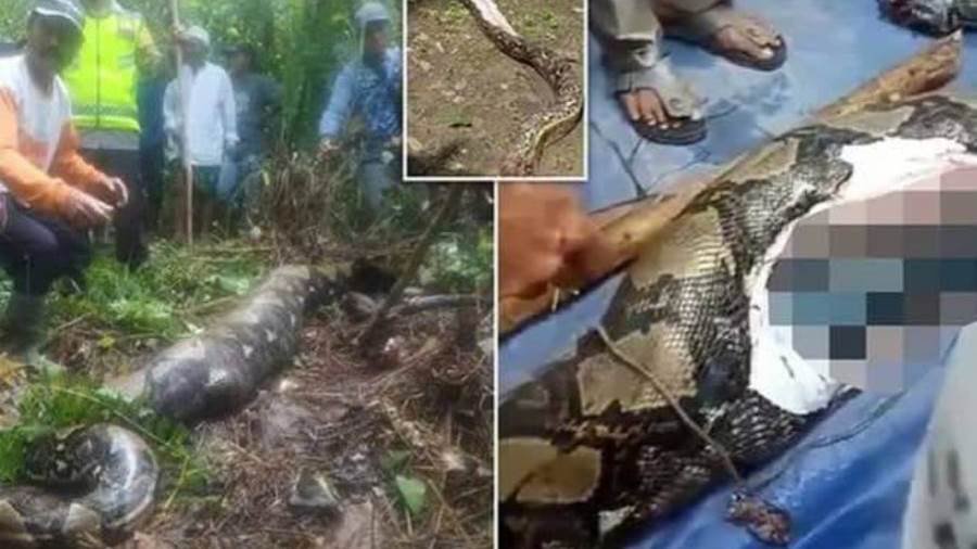 الثعبان القاتل