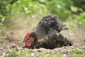 laying-hen-mistakes