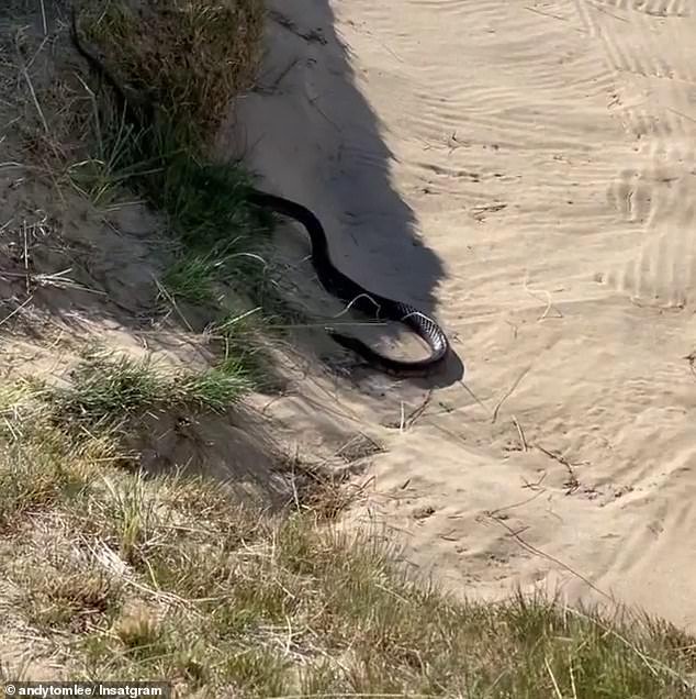The tiger snake was happy chilling out in the bunker at the Barnbougle Lost Farms Golf Course in Tasmania when the TV star found it