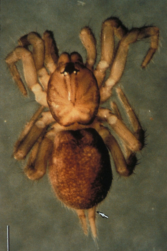 Samoan Moss Spider Smallest Animals