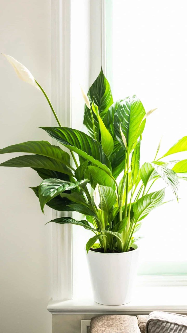 Peace Lily