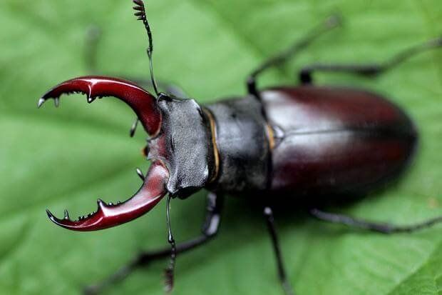 Stag Beetle most expensive animals
