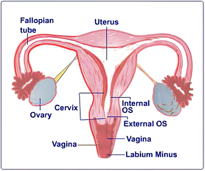 Here Are The Signs And Causes Of Blocked Womb For Women c76420ed11a34cc7b032ebdd2720ff7f quality uhq format webp resize 720