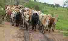 Ebonyi Community, Market Reinforce Ban On Cow Meat After Herdsmen's Violent Attacks 